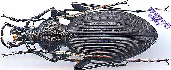 http://www.gorodinski.ru/carabus/Apotomopterus clermontianus.jpg